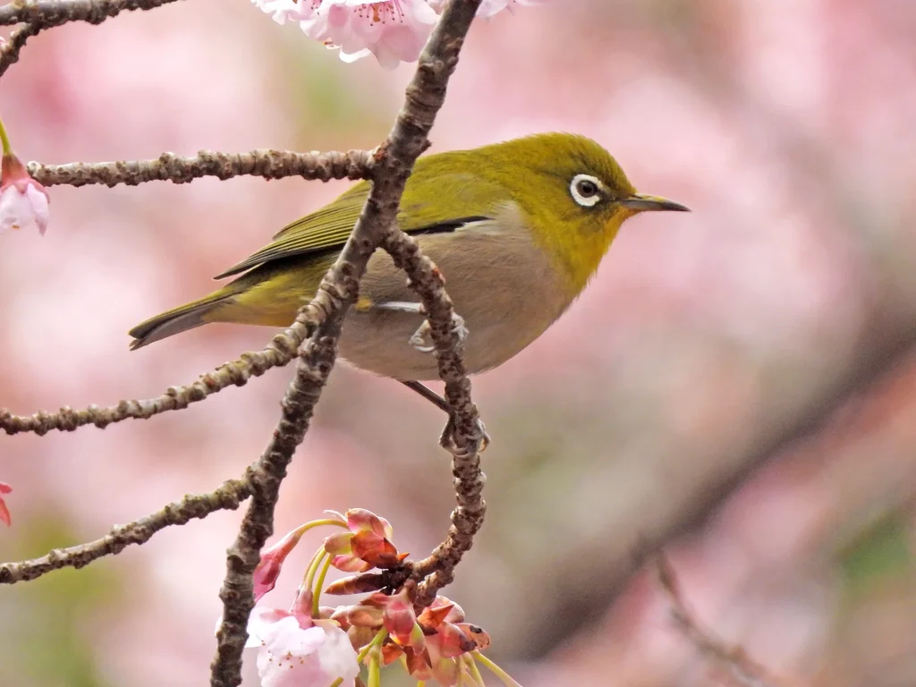 木にとまったメジロの写真